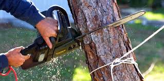 Best Root Management and Removal  in Ferndale, WA