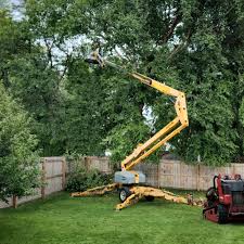 Professional Tree Care in Ferndale, WA
