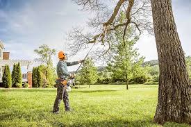 How Our Tree Care Process Works  in  Ferndale, WA