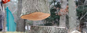 Best Tree Removal  in Ferndale, WA