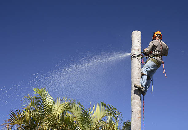 Best Tree Cabling and Bracing  in Ferndale, WA