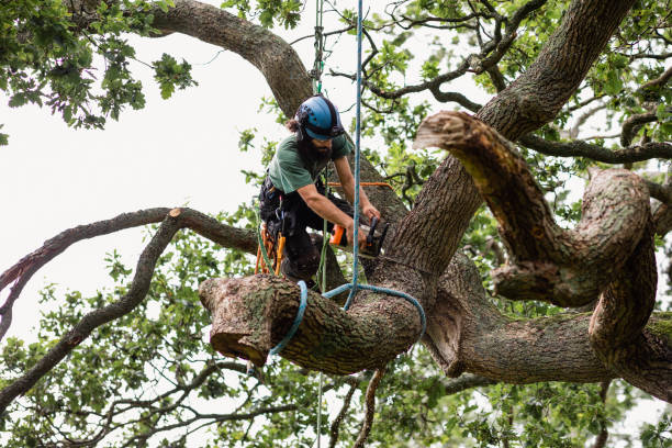 Best Lawn Dethatching  in Ferndale, WA