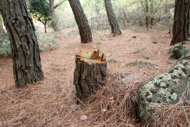 Best Firewood Processing and Delivery  in Ferndale, WA