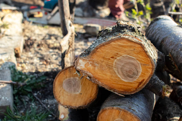 Best Hazardous Tree Removal  in Ferndale, WA