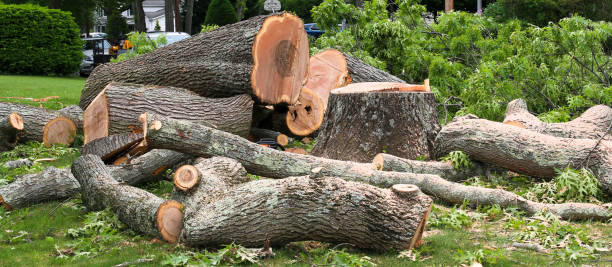 Best Tree Preservation Services  in Ferndale, WA