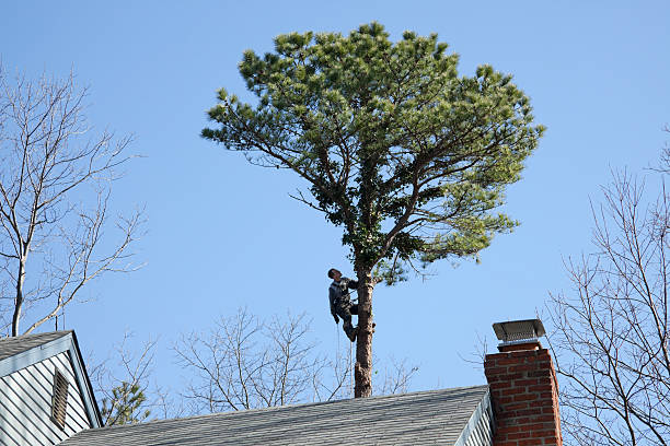 Best Tree Disease Treatment  in Ferndale, WA