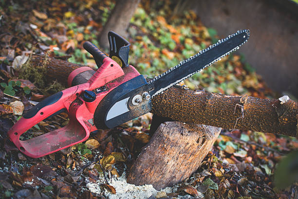 Best Tree Mulching  in Ferndale, WA